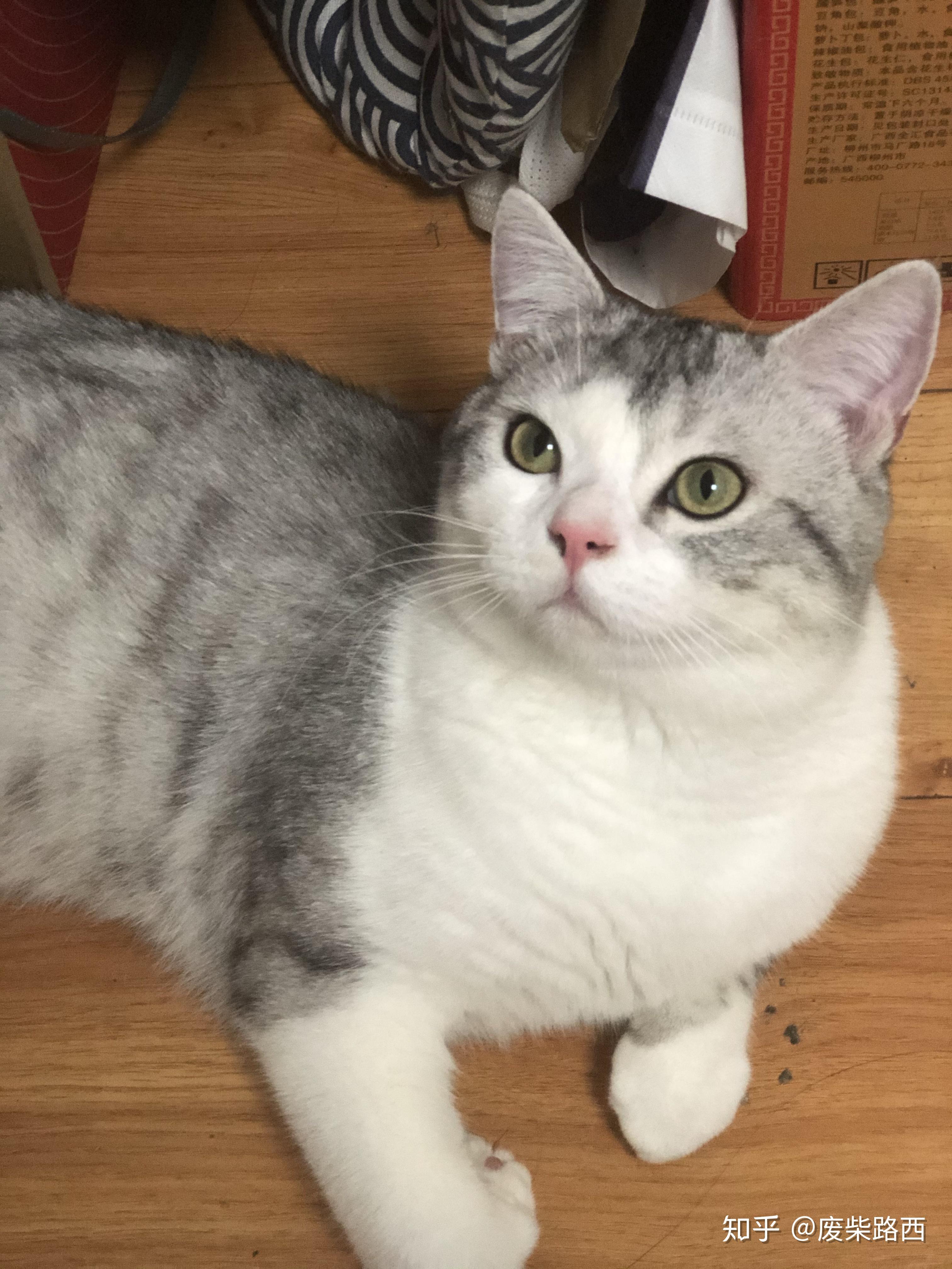 可我看它像鱼骨纹?