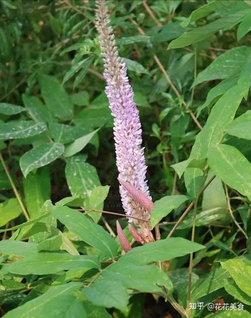 【香蒲】植物大战僵尸里的"猫尾草" - 知乎
