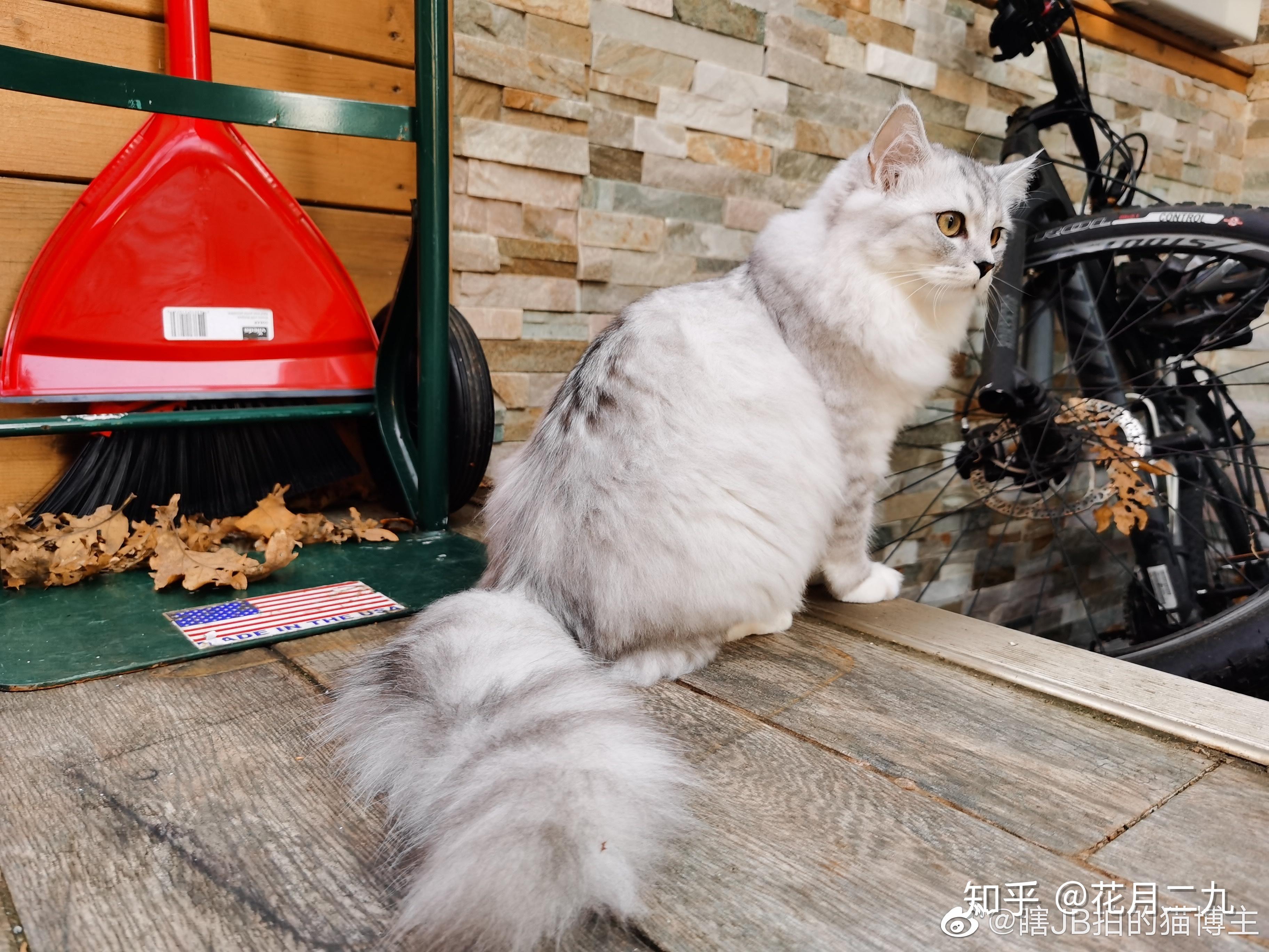 大家见过粗尾巴的猫嘛? - 知乎