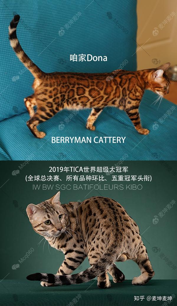 猫舍证书 血统证书 选购品种猫怎么辨别可靠猫舍 知乎