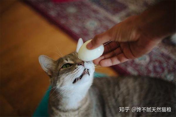 除了猫粮 猫咪可以吃的10种人类食物 现在知道还不晚 知乎