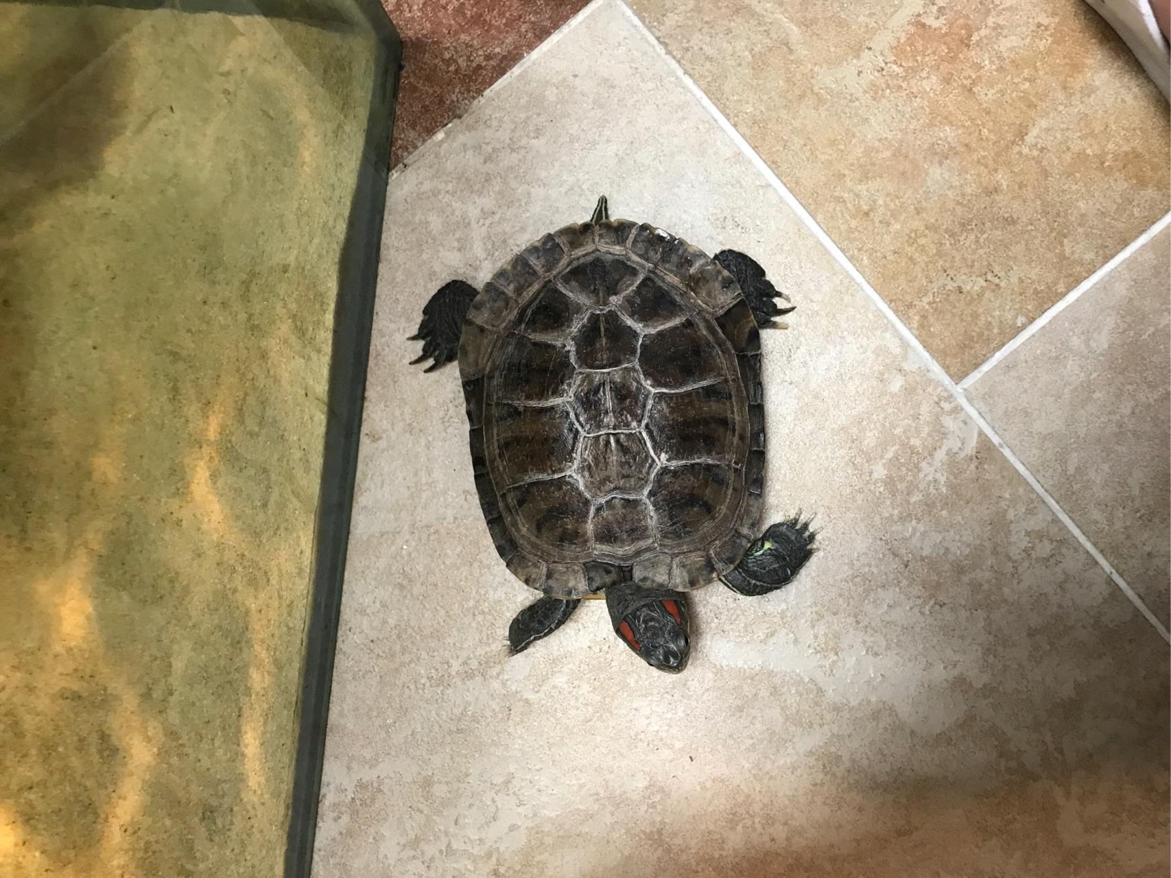 乌龟真的有灵性么?