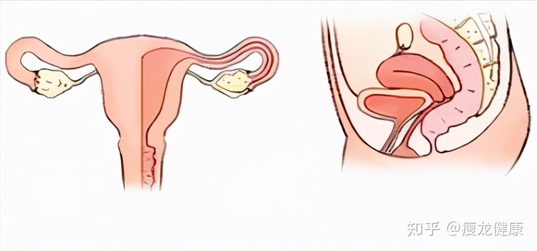 雌激素被称为"女性"激素,是一种主要产于女性卵巢和男性睾丸中的激素