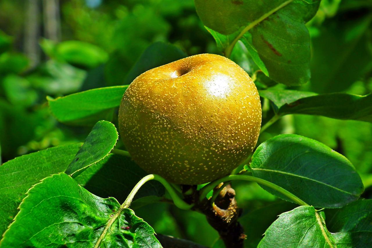 2. 瓜片选购技巧