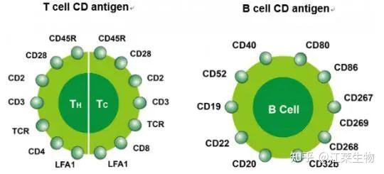 收藏!最全人CD分子百科! - 知乎