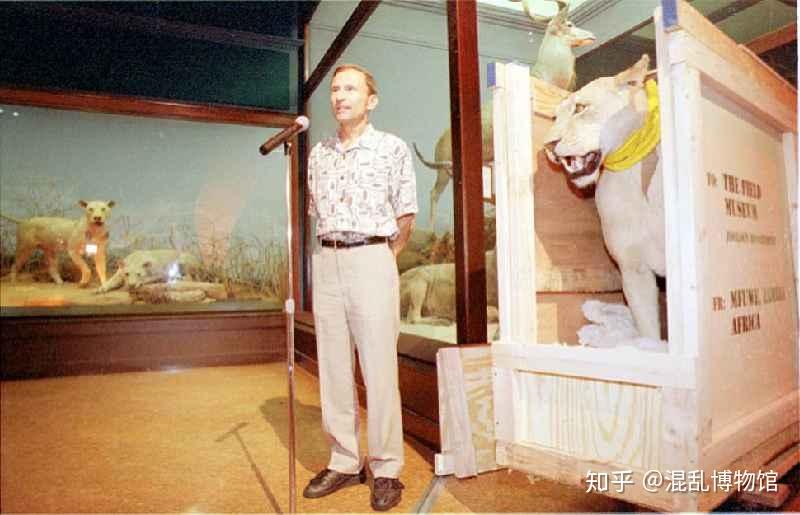 后来它们被做成了标本,如今收藏于芝加哥的菲尔德自然史博物馆供人们