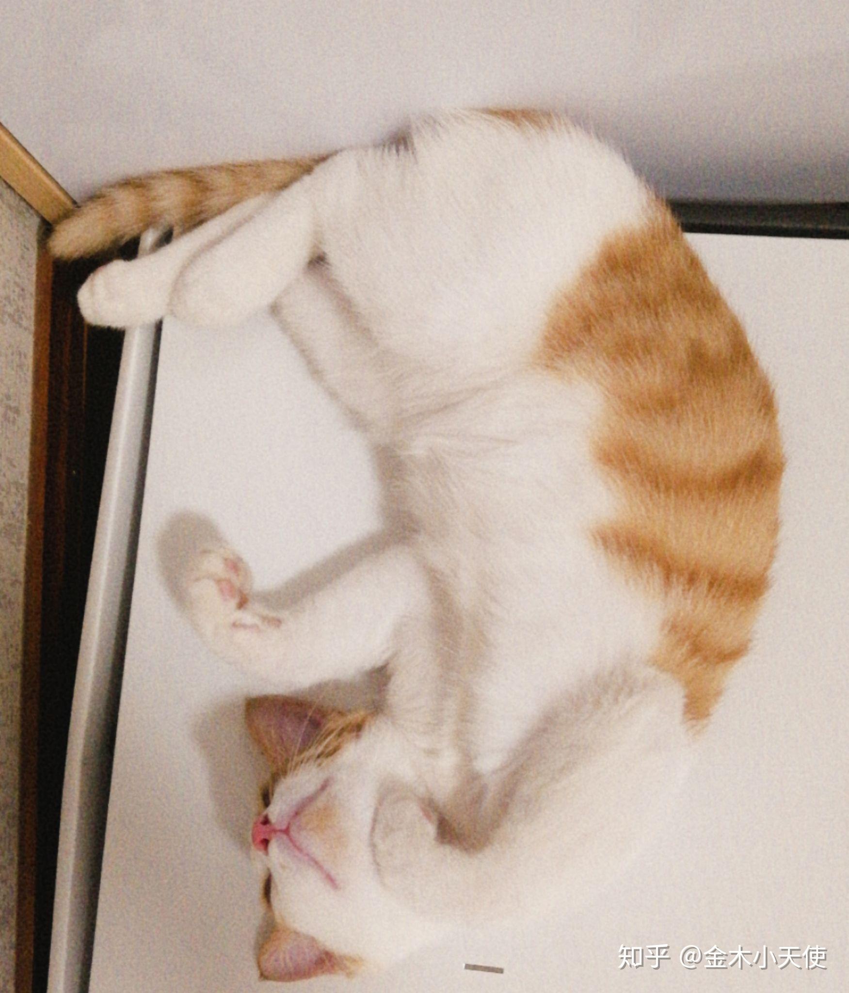 橘猫为什么容易胖?