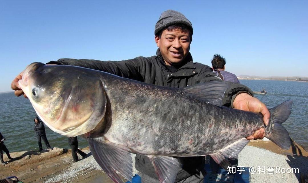 三峡水库鱼儿天堂,最大的鱼有多大?