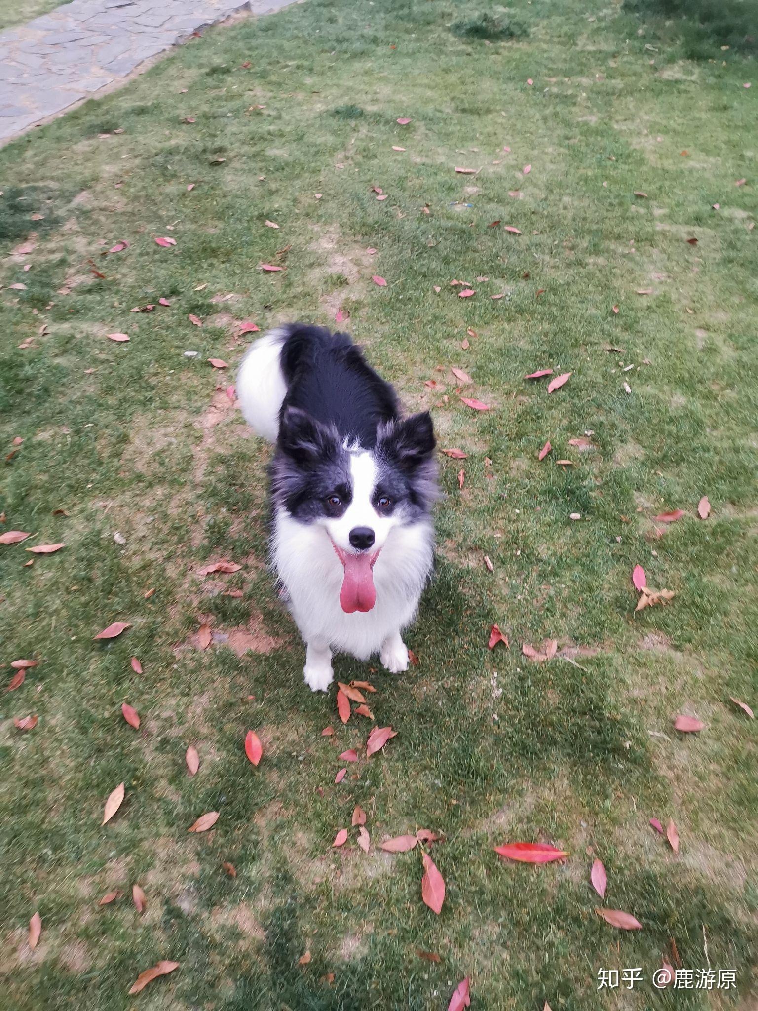 有人养过边牧和柯基的混血吗? - 知乎