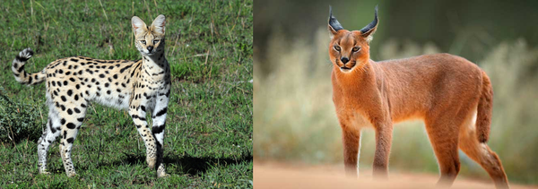 薮猫(左)   狞猫(右)