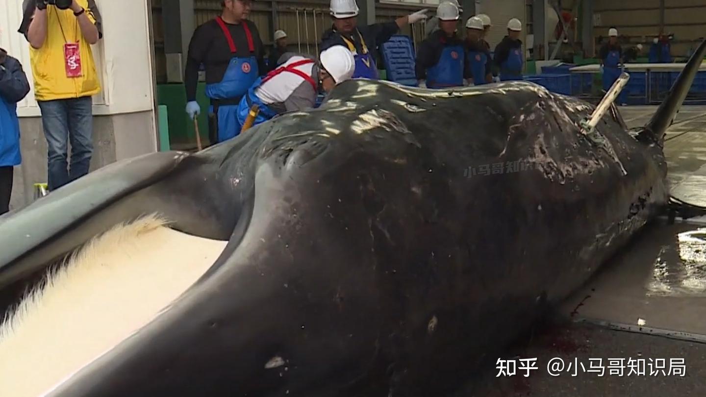 日本发明鲸肉贩卖机，每天销量远超预期，日本为啥非得吃鲸鱼？ - 知乎