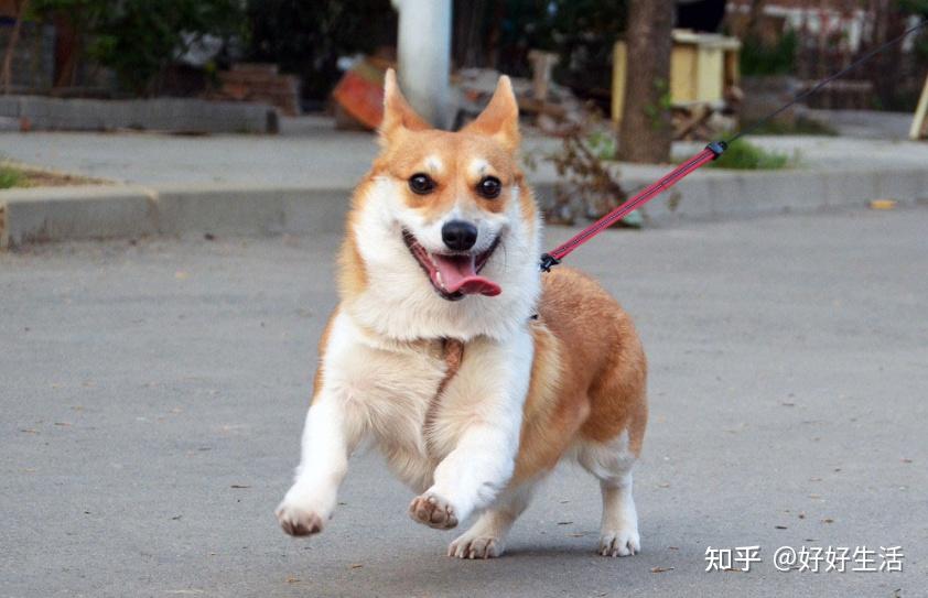 不瞒你说柯基有这些特征是纯种没错了