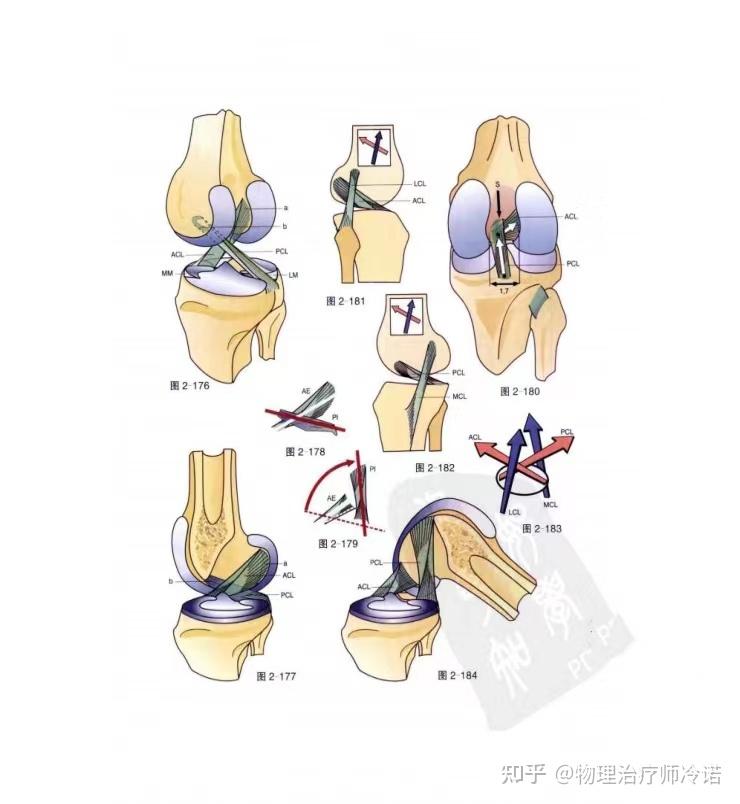 膝关节功能解剖