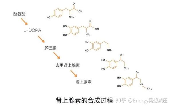 肾上腺工作术 把 愤怒 和 兴奋 变成朋友 知乎