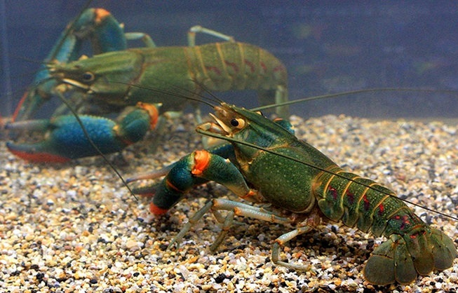 冬天小龙虾吃什么