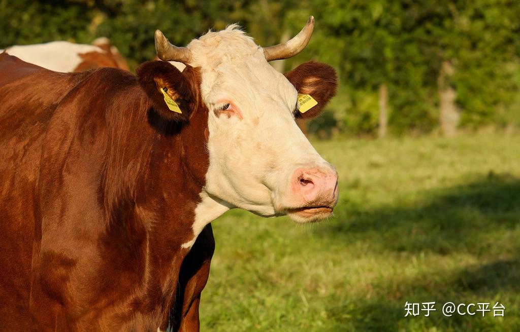 涨知识五分钟教您选出健康好牛