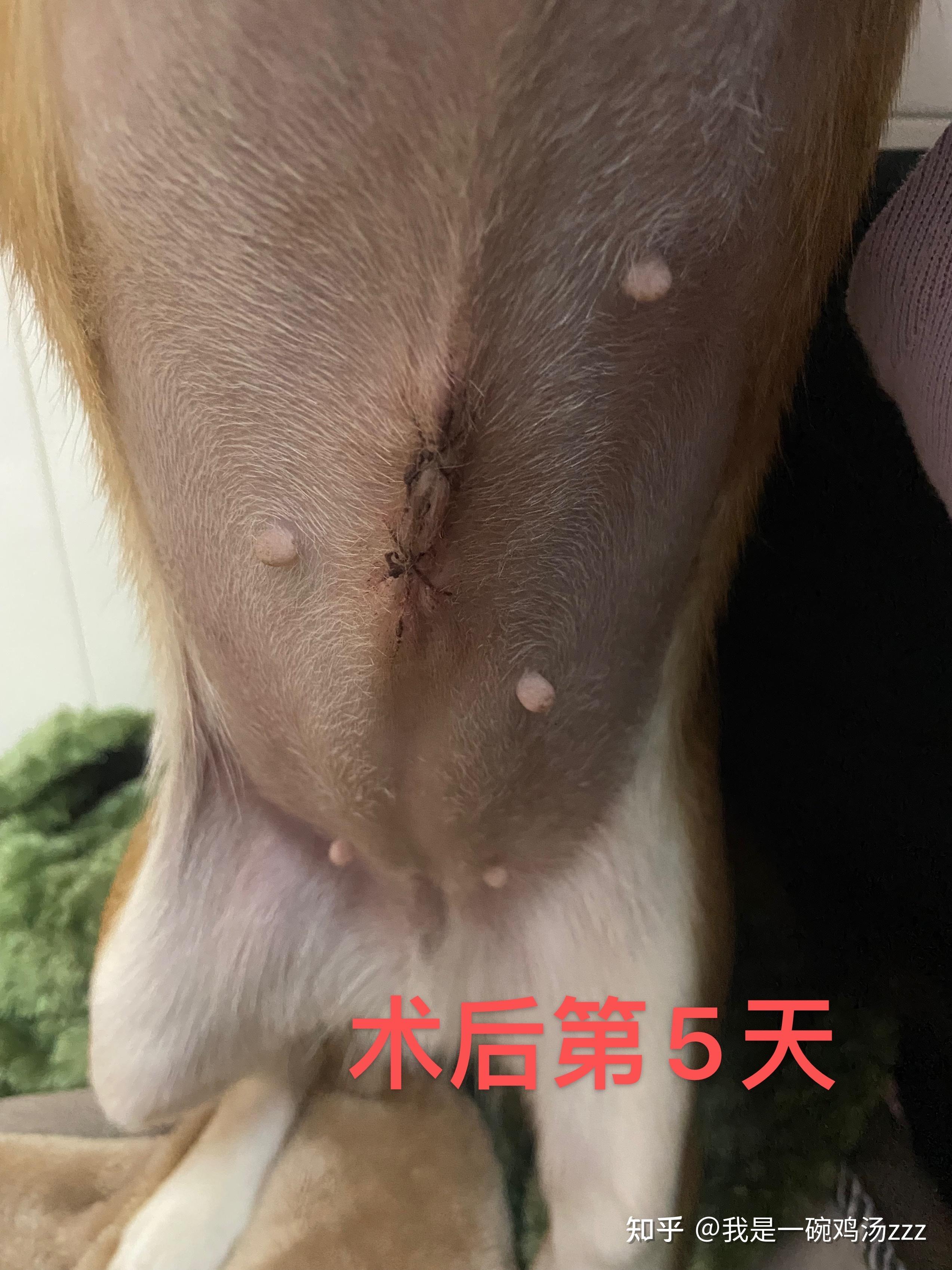 母狗橙子的绝育日记