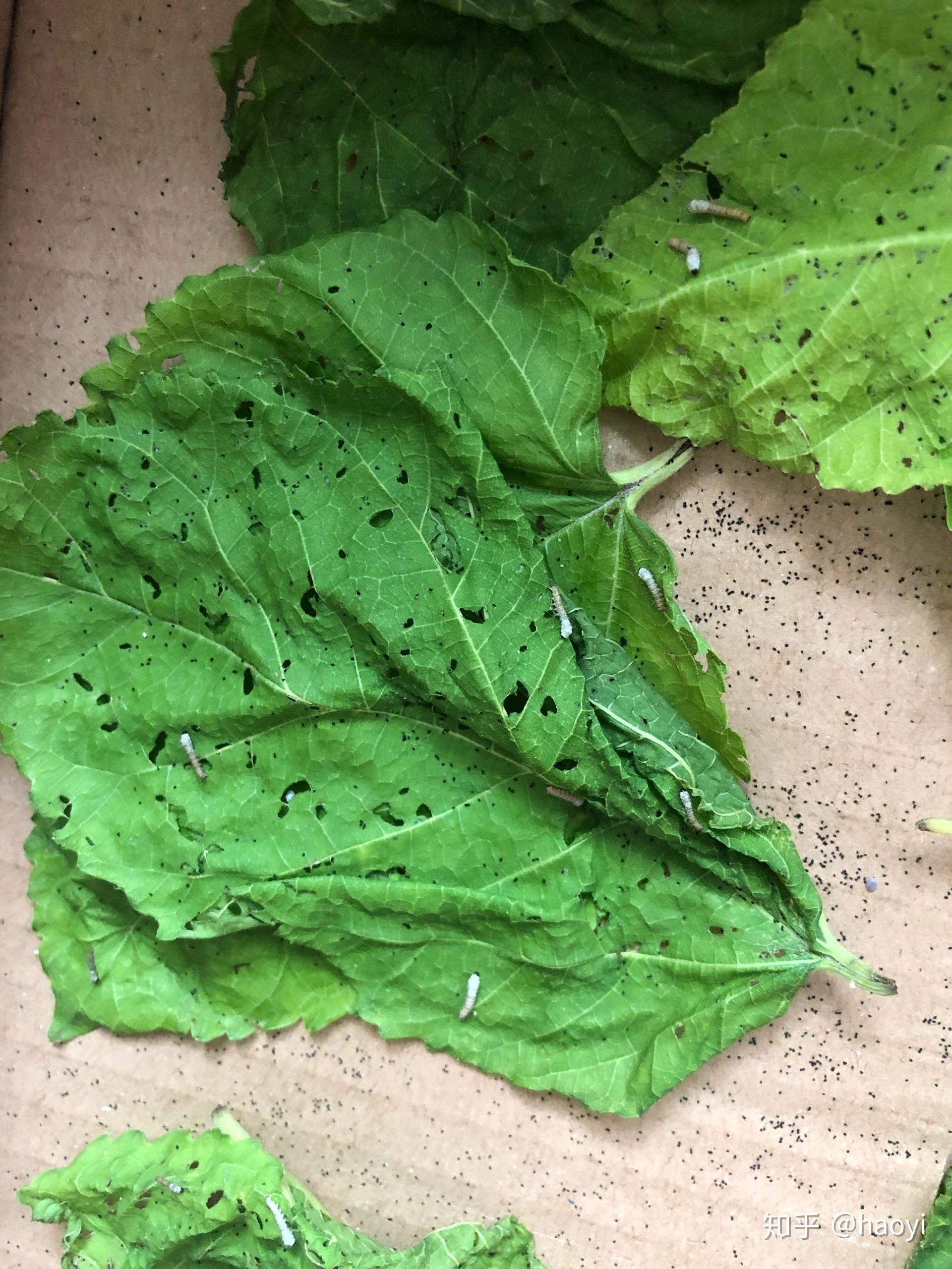 今年生的蚕卵今年能孵出蚕宝宝吗? - 知乎