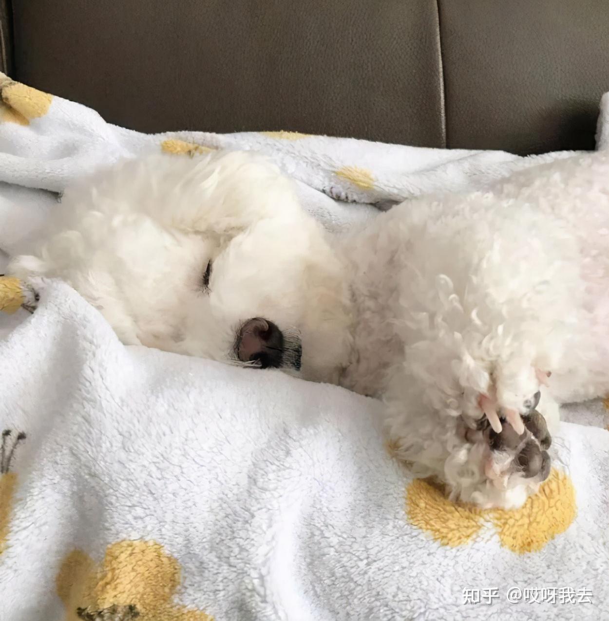 比熊犬睡觉的几个位置暴露了主人的重要程度