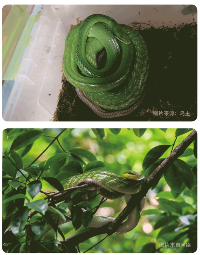 物种小谈┃红尾树栖锦蛇 - 知乎