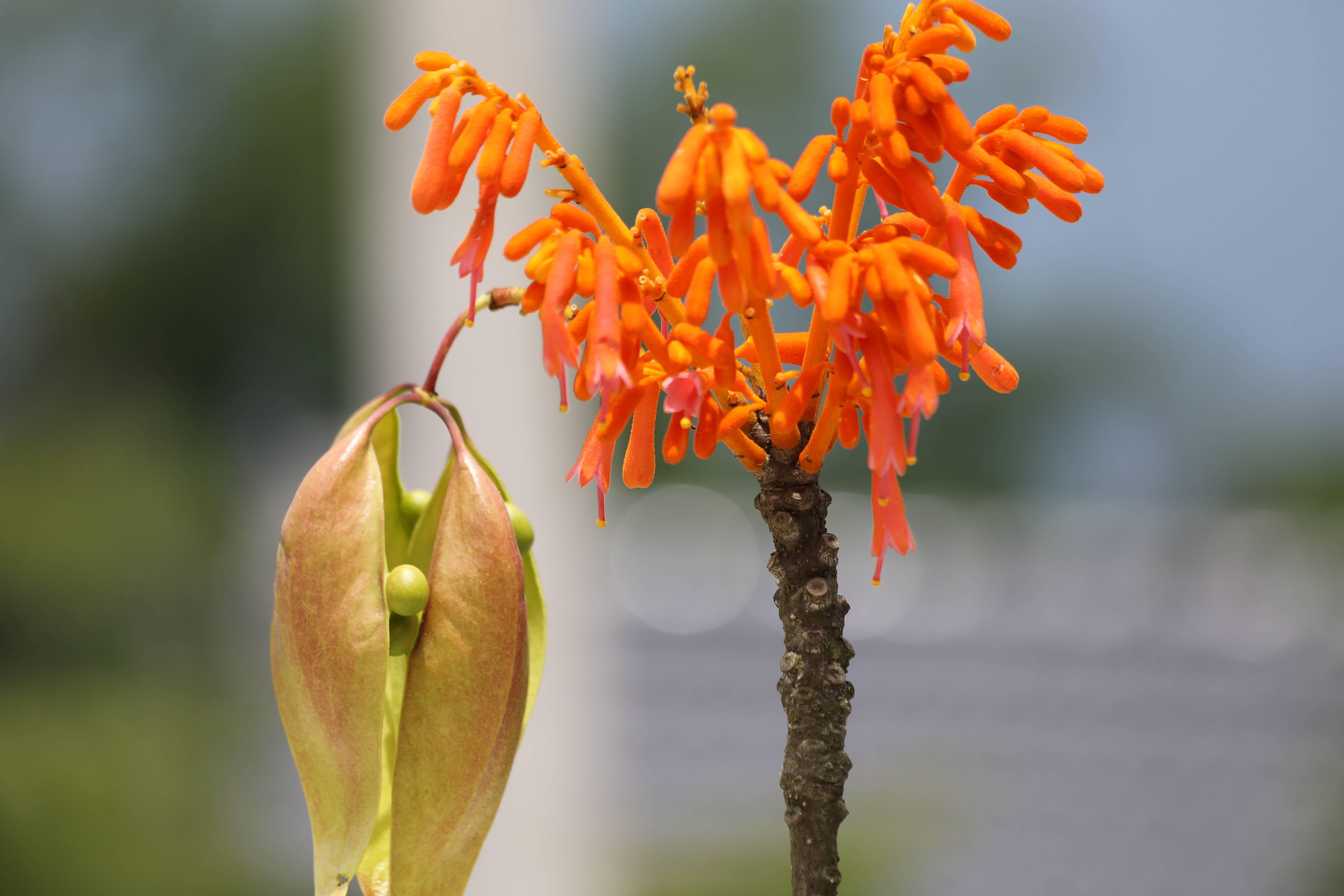 仅存3棵的珍稀植物,广西火桐在云南被发现,终于脱危有望了