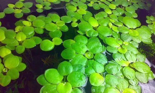 浮萍:中医里的“水上轻功药”,能治风疹、消水肿,但用错反伤身? - 知乎