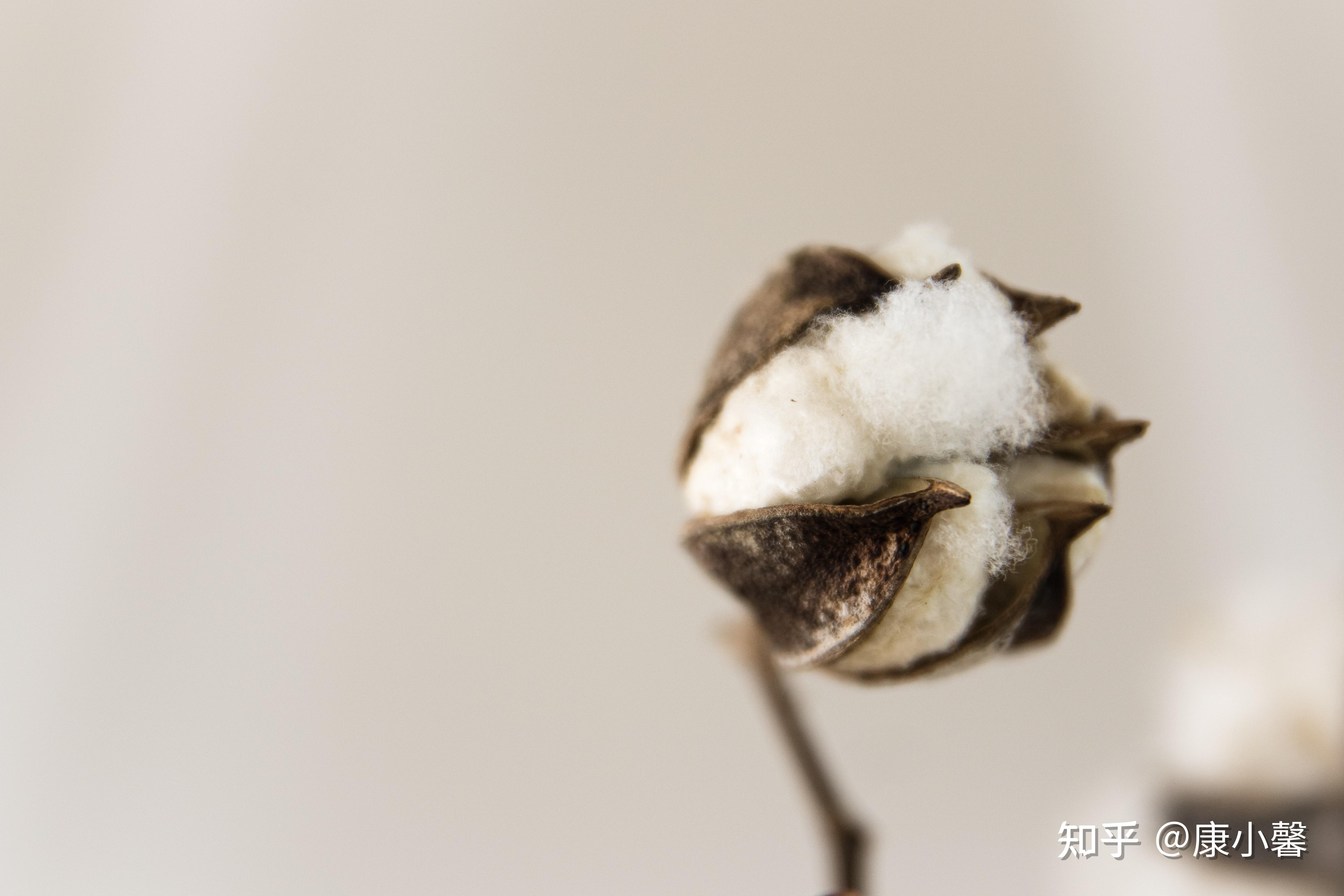 如何看待nike优衣库gapzara等品牌均在境外官网发布禁用新疆棉花的