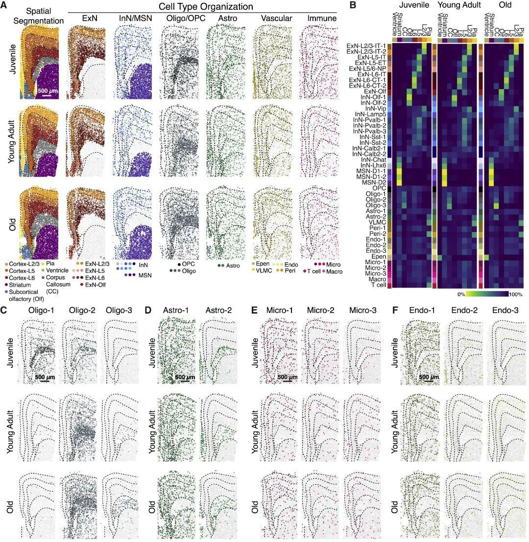 【Cell】单细胞技术揭示小鼠大脑衰老的分子和空间特征 - 知乎