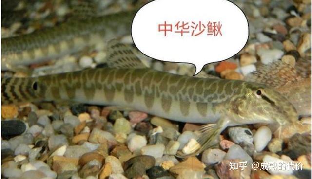 泥鳅的各大品种及分布 - 知乎