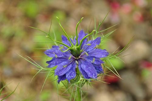 四月下旬诞生花