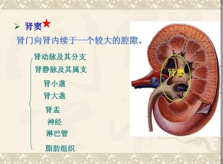 局部解剖学 腹部 - 知乎