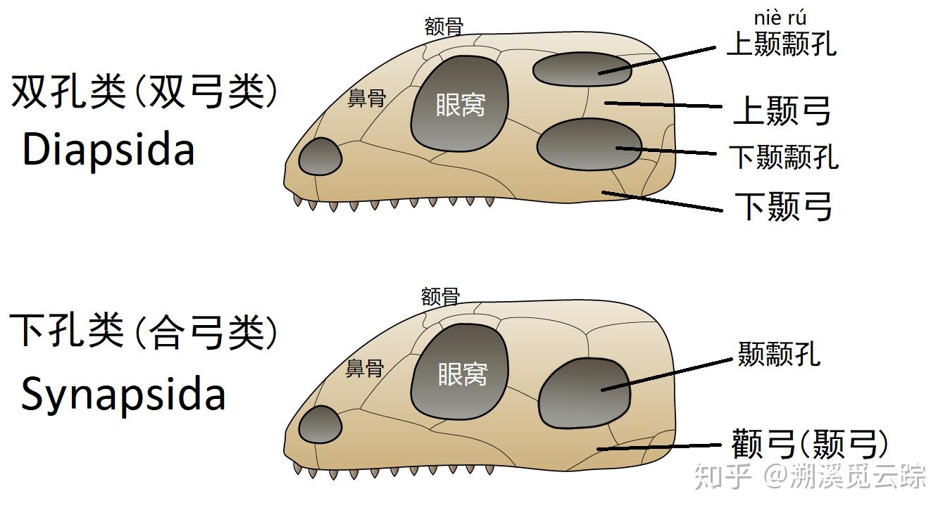 合弓纲为什么叫「合弓」？ - 知乎