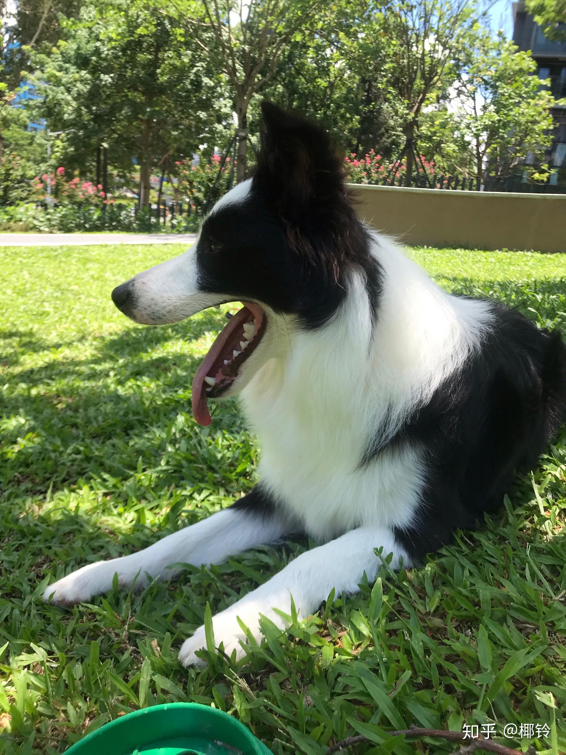 我家这个是短毛边牧吗?