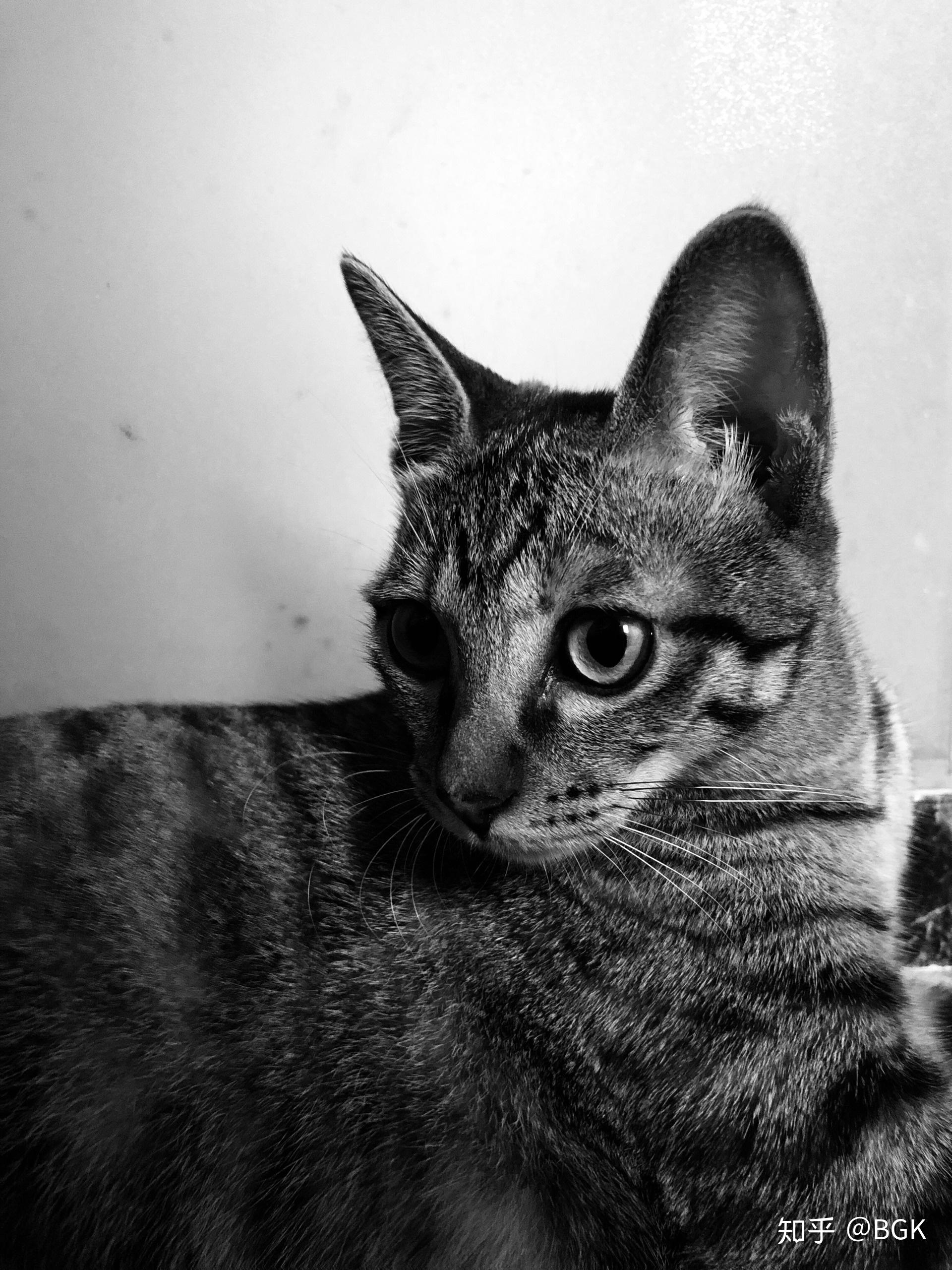 中华田园猫的颜值有多高?