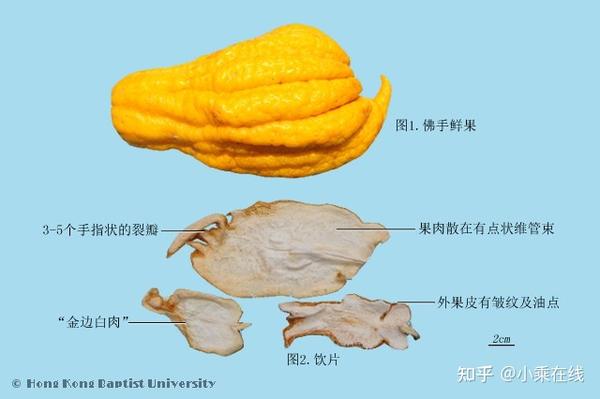 佛手(中药材资料、植物图像) - 知乎
