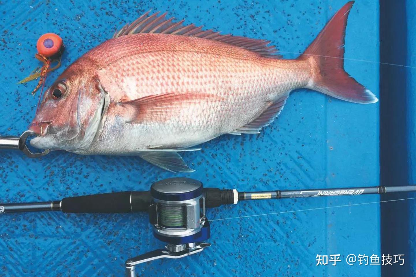 海钓真鲷的最佳时节,小满到芒种,海钓真鲷的方法 - 知乎