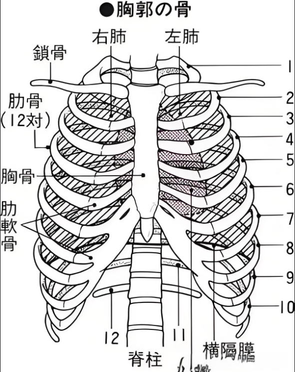 肋骨构造图图片