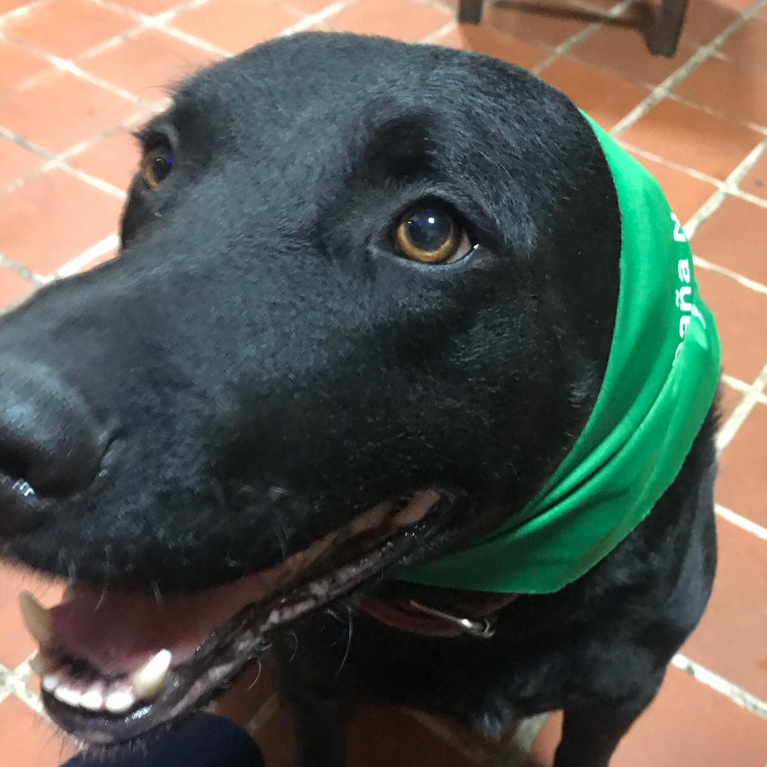 为什么说黑色的拉布拉多不要养? - 知乎