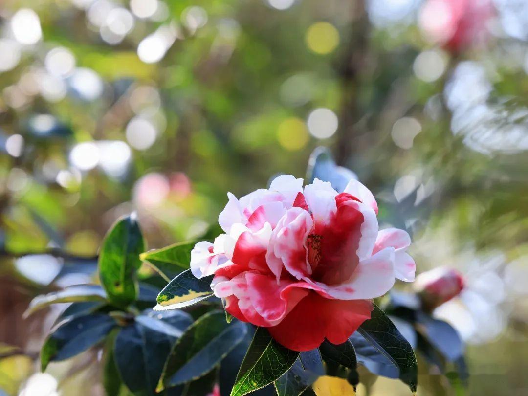 洱海公园茶花盛开风景无限好附美图
