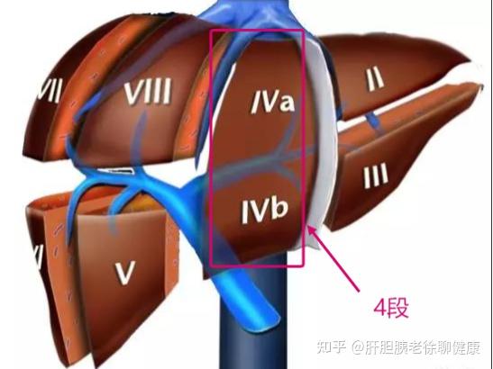 肝s8段位置图图片