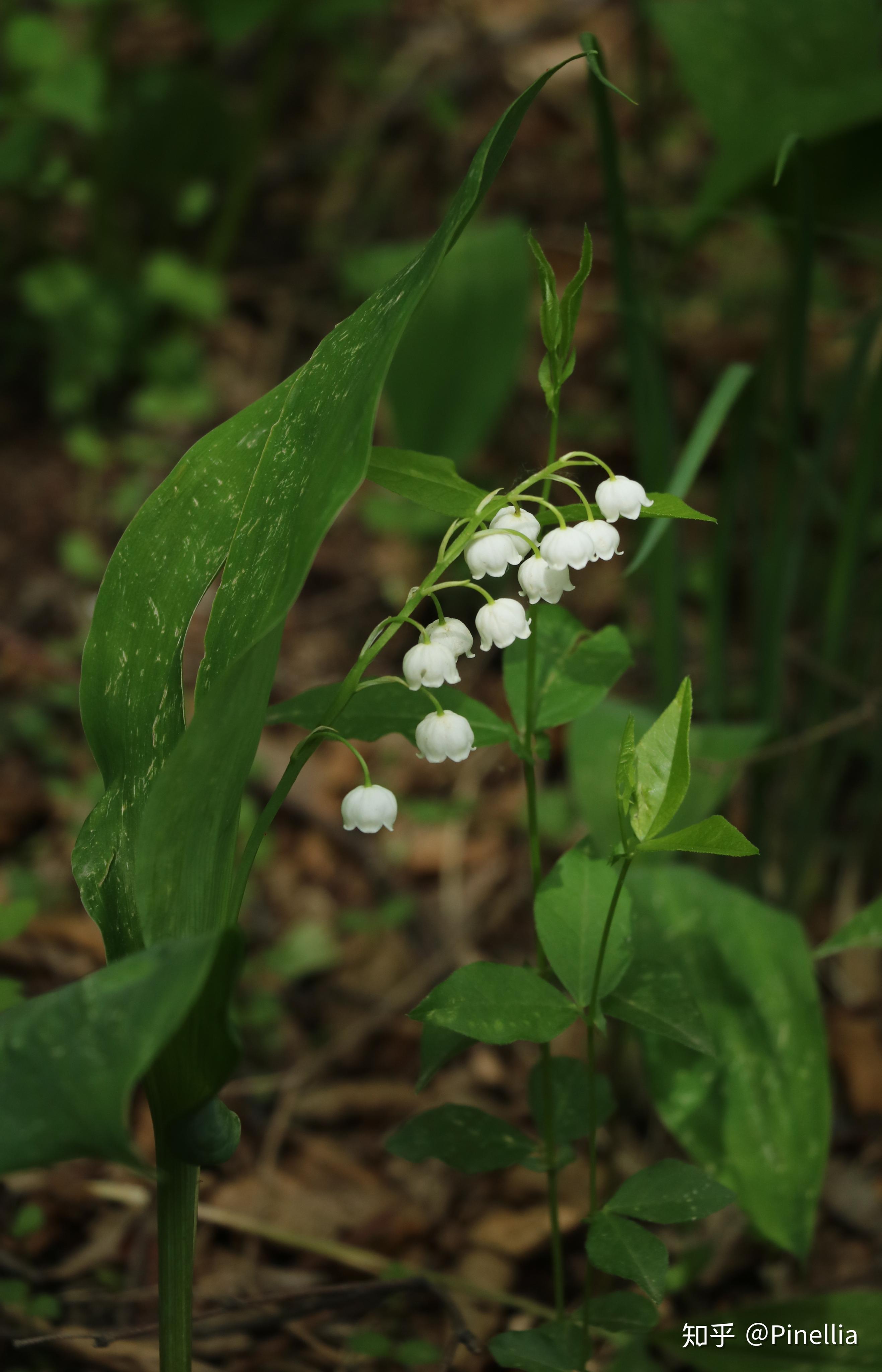 自然足迹京花烟云上百花山