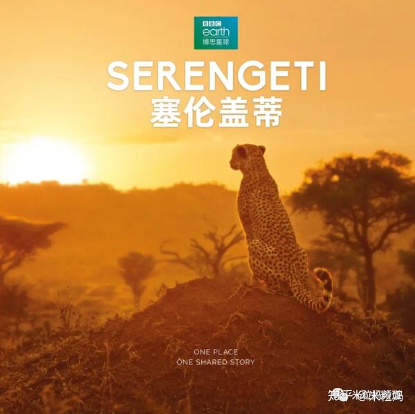 说词很精炼、语言很美，但又不做作，尺度拿捏得非常到位。《塞伦盖蒂》塞伦盖蒂在非洲，是联合国教科文组织