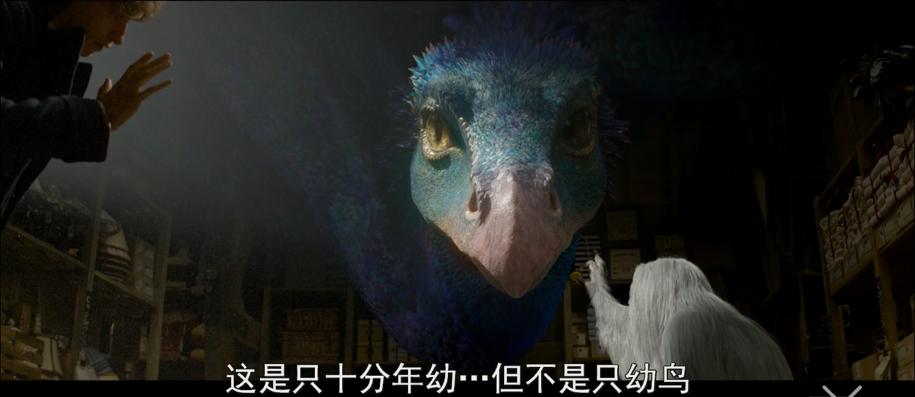 hp神奇动物在哪里记录片细节十二毒角兽鸟蛇