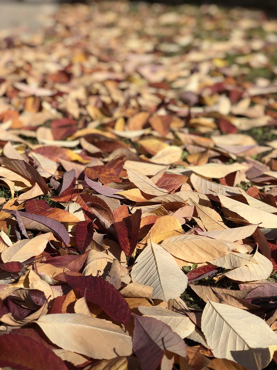 米兰下面落叶什么原因