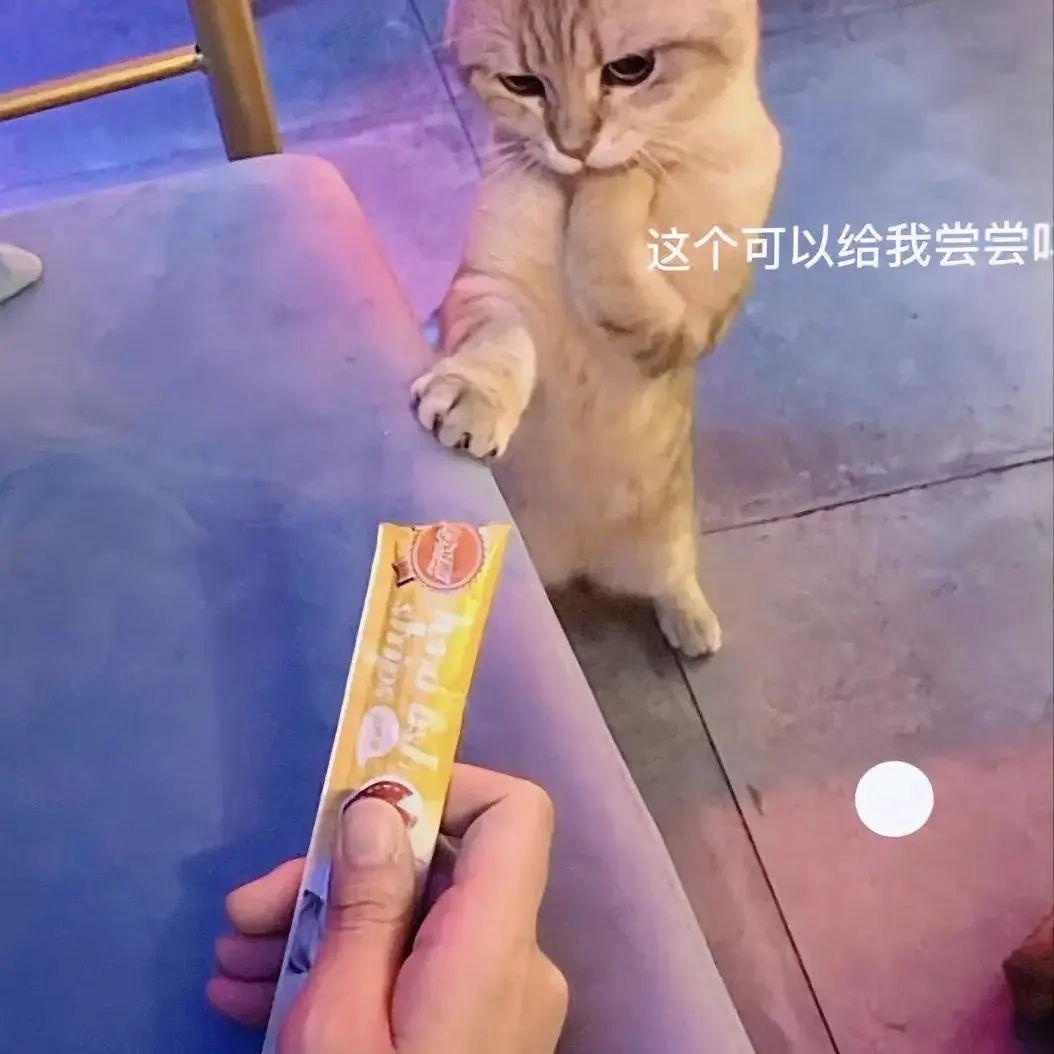 骚猫|可爱|涩涩（色色）|情侣|发牢骚表情包 - 知乎