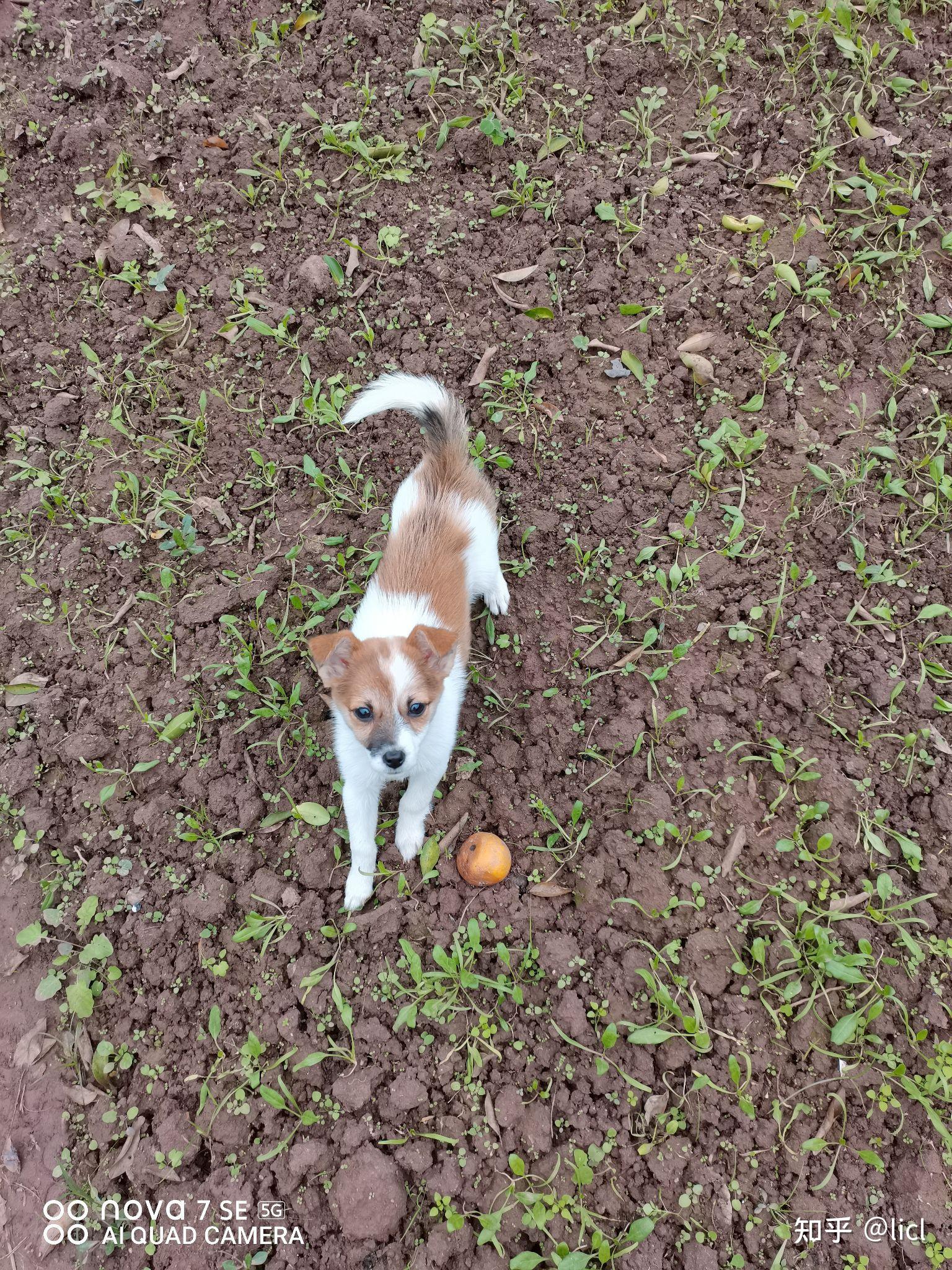 想问一下我家这只是柯基和蝴蝶犬串串吗? 