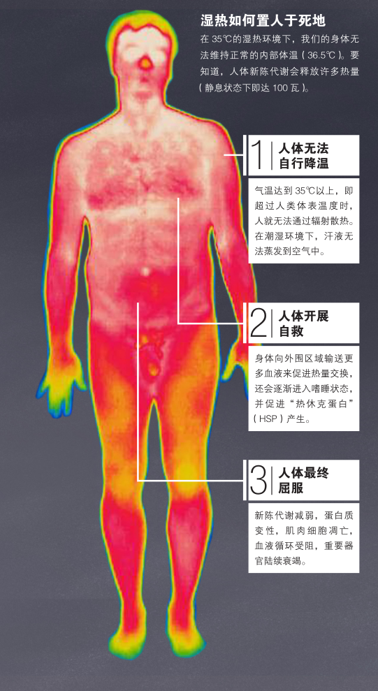 尽管人体有多达200万到400万个汗腺,但35℃的湿热对人类而言仍是不可