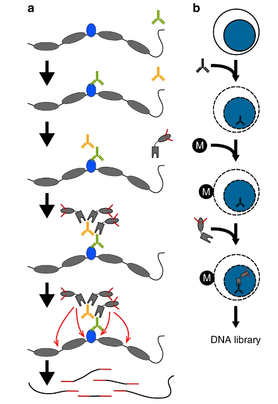 CUT&Tag与ATACseq联手，解析表观遗传机制 知乎