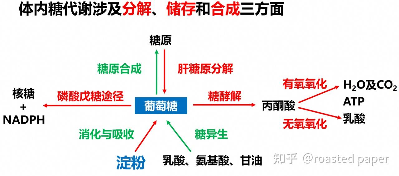 生化与分子生物学——代谢篇之糖代谢 - 知乎