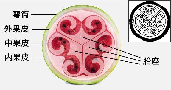 西瓜的结构图简单图片